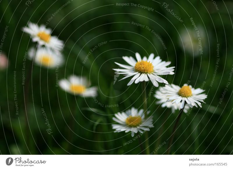 gänseblümchen Farbfoto Außenaufnahme Schwache Tiefenschärfe Umwelt Natur Pflanze Blume Gras Gänseblümchen Blumenwiese Wiese Rasen Graswiese grün weiß ästhetisch