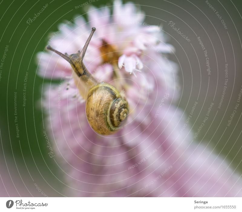 Am zarten Pink Natur Pflanze Tier Frühling Sommer Blume Gras Blatt Blüte Garten Park Wiese Feld Wald Schnecke 1 hängen Schneckenhaus Schneckenschleim Farbfoto