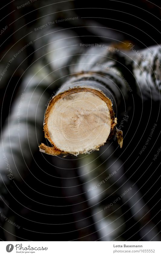 Birke Landwirtschaft Forstwirtschaft Handwerk Umwelt Natur Baum Baumstamm Ast Wald Holz Arbeit & Erwerbstätigkeit natürlich rund wild braun gelb schwarz