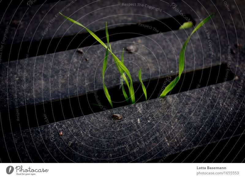 Gras Umwelt Natur Pflanze Wachstum natürlich wild grau grün schwarz Kraft Hoffnung Umweltverschmutzung Umweltschutz guerillia guardening guerillia gardening