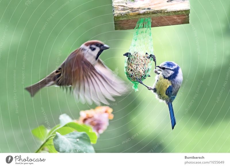 Treffpunkt Futterstelle Umwelt Natur Tier Wildtier Vogel Flügel Sperlingsvögel Spatz Singvögel Blaumeise Feder 2 Futterhäuschen Bewegung fliegen Fressen füttern