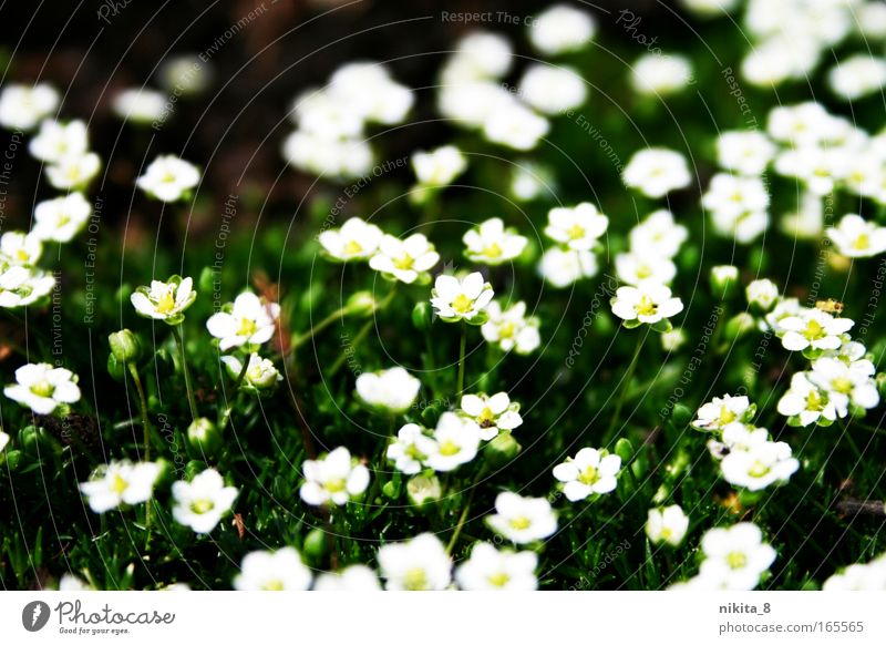 Floret Farbfoto Außenaufnahme Nahaufnahme Sonnenlicht Natur Pflanze Frühling Schönes Wetter Blume Blüte Wiese Blühend Duft schön gelb grün weiß Frühlingsgefühle