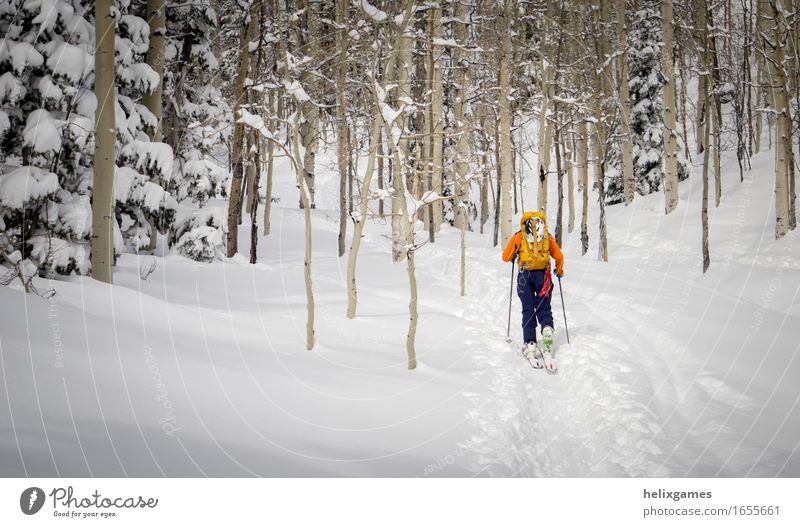 Skifahrer in den Espenbäumen sportlich Fitness Ferien & Urlaub & Reisen Abenteuer Winter Schnee Berge u. Gebirge Sport Klettern Bergsteigen Skifahren Mensch