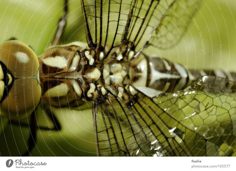 Königslibelle Farbfoto Nahaufnahme Makroaufnahme Menschenleer Tag Blitzlichtaufnahme Schwache Tiefenschärfe Tierporträt Oberkörper Rückansicht Natur Wildtier