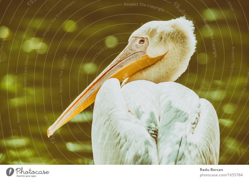 Wildes Pelikan-Porträt Natur Tier Wildtier Vogel Tiergesicht 1 beobachten Blick sitzen schön nah Neugier grün weiß Wildvogel Farbfoto Gedeckte Farben