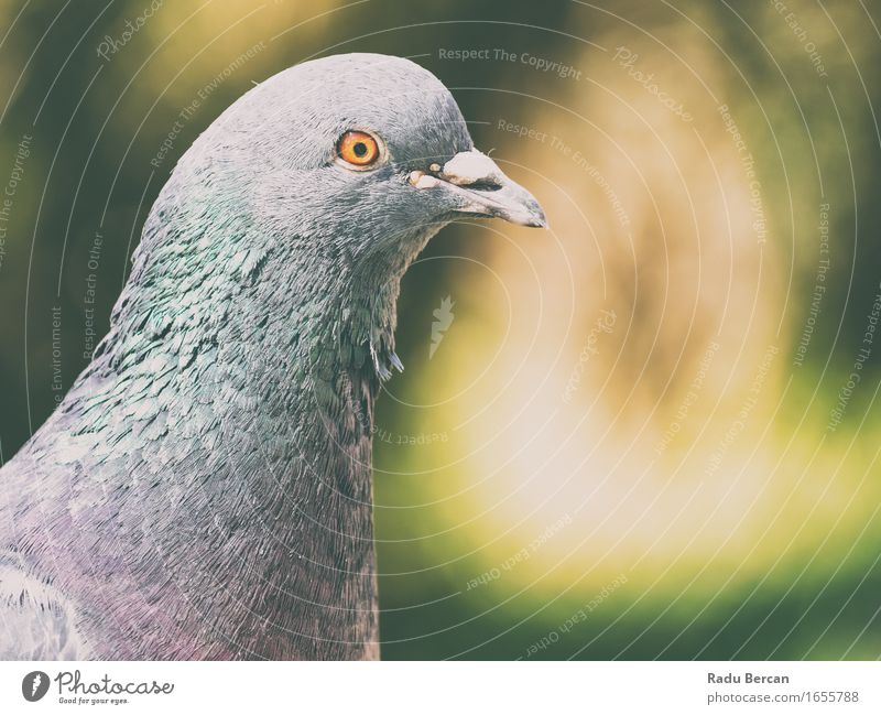 Tauben-Porträt Umwelt Natur Tier Wildtier Vogel Tiergesicht 1 beobachten Blick Freundlichkeit lustig niedlich blau grau grün orange taubenblau verwildert