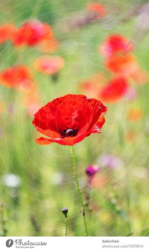 oh mo(h)ntag mein mo(h)ntag Natur Pflanze Frühling Sommer Schönes Wetter Blume Gras Blatt Blüte Wildpflanze Mohn Garten Park Wiese Feld Blühend Duft verblüht