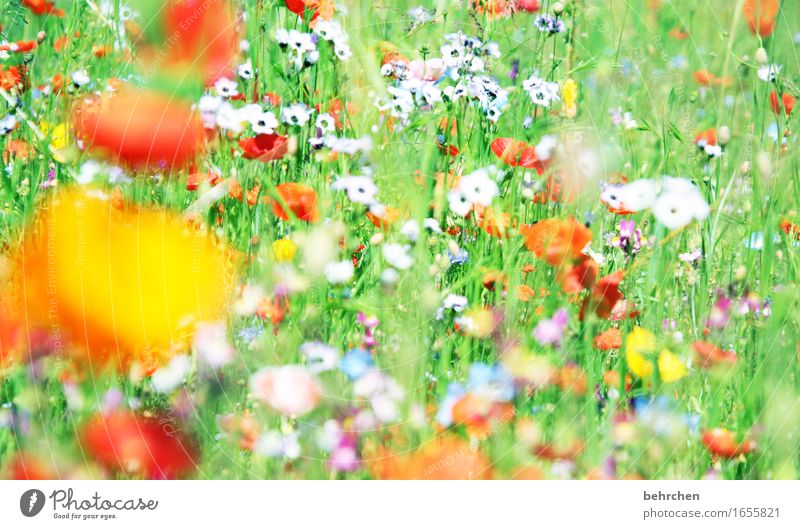 moin moin mo(h)ntag! Natur Pflanze Frühling Sommer Schönes Wetter Blume Gras Blatt Blüte Wildpflanze Mohn Garten Park Wiese Blühend Duft verblüht Wachstum schön