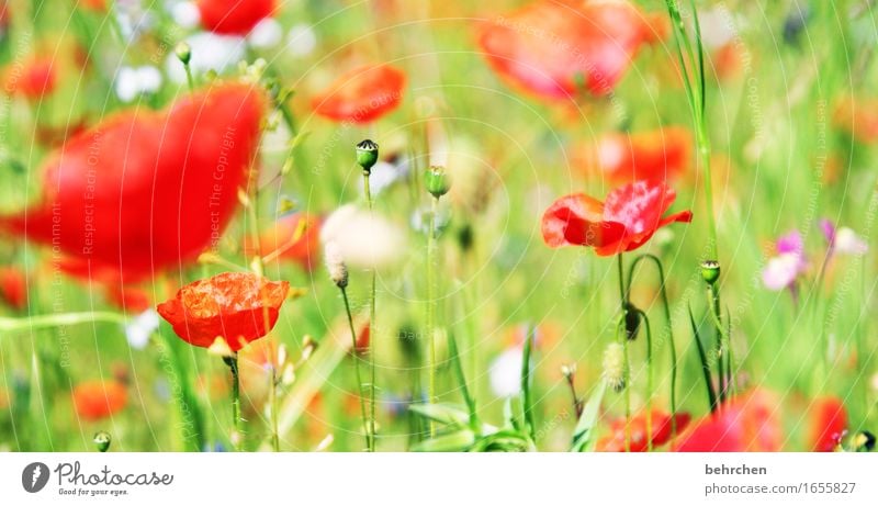 happy mo(h)nday! Natur Pflanze Frühling Sommer Schönes Wetter Blume Gras Blatt Blüte Wildpflanze Mohn Blütenknospen Garten Park Wiese Feld Blühend Duft verblüht