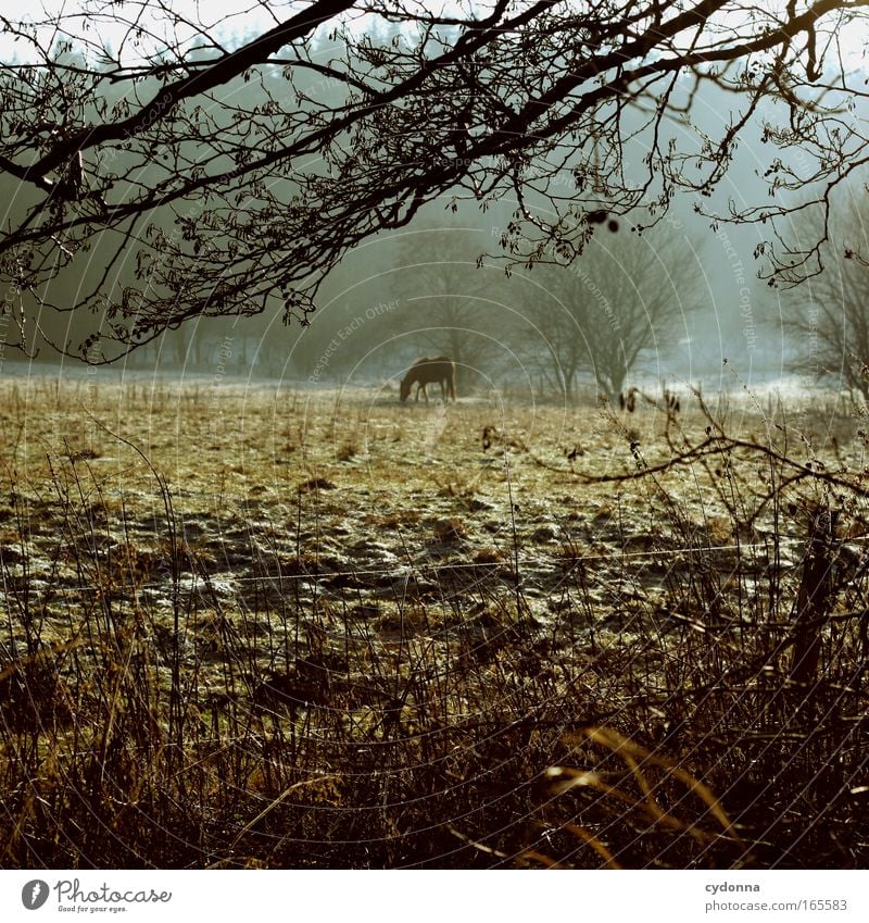 Neighbourhood Farbfoto Außenaufnahme Menschenleer Textfreiraum unten Tag Sonnenlicht Schwache Tiefenschärfe Zentralperspektive Natur Landschaft Winter Eis Frost