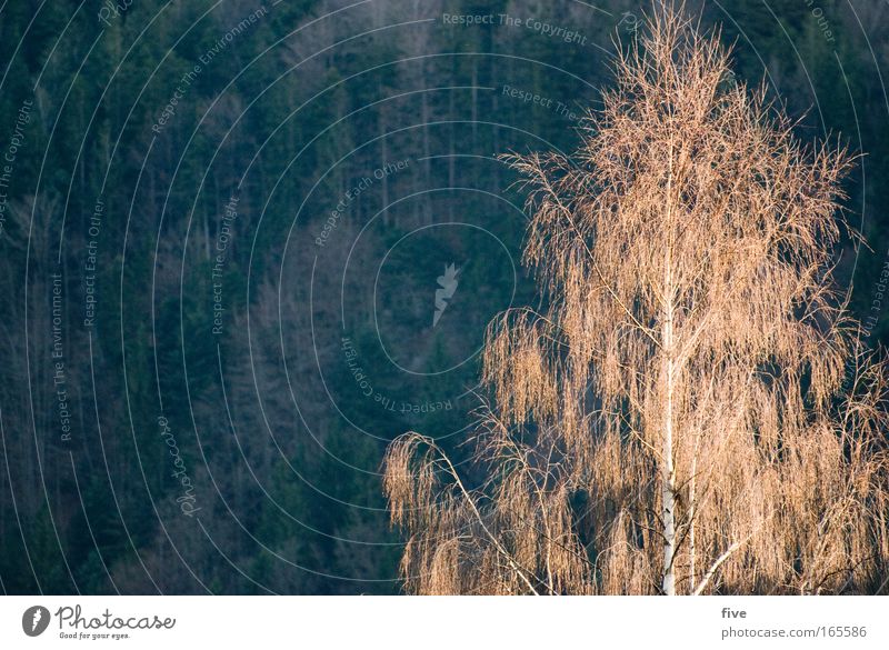 Allgäuer Baum Farbfoto Außenaufnahme Menschenleer Tag Schatten Lichterscheinung Sonnenlicht Natur Pflanze Schönes Wetter Wald Hügel wandern grün