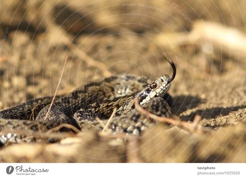 wütende Wiesenviper schön Natur Tier Schlange wild braun Angst gefährlich Farbe ursinii tödlich Reptil Ottern Vipera giftig Tierwelt Gift selten reptilisch