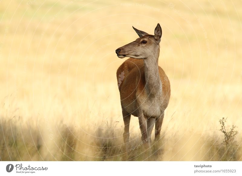 Rotwild Doe in einer Lichtung schön Jagd Frau Erwachsene Umwelt Natur Tier Herbst Gras Wiese Wald natürlich braun rot Farbe Hirsche Bleßwild Hirschkuh Wade