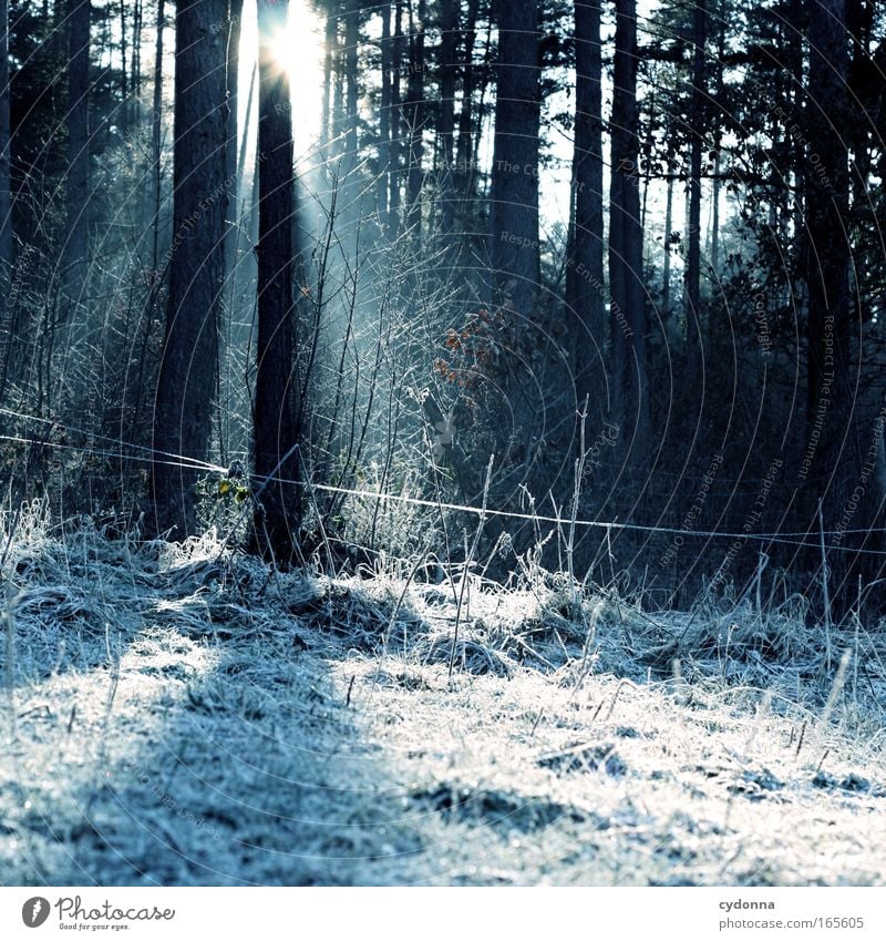 Lichtblick Farbfoto Außenaufnahme Menschenleer Textfreiraum rechts Textfreiraum unten Tag Sonnenlicht Sonnenstrahlen Schwache Tiefenschärfe Zentralperspektive