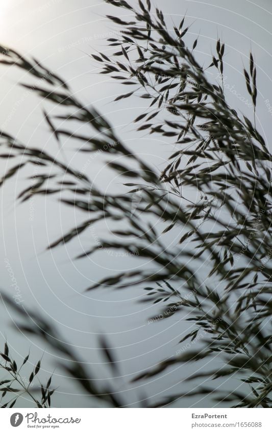 Grasgeflüster Natur Pflanze Himmel Frühling Sommer Garten Park Wiese Feld ästhetisch natürlich grau schwarz ruhig zart Gräserblüte Samen filigran Unschärfe