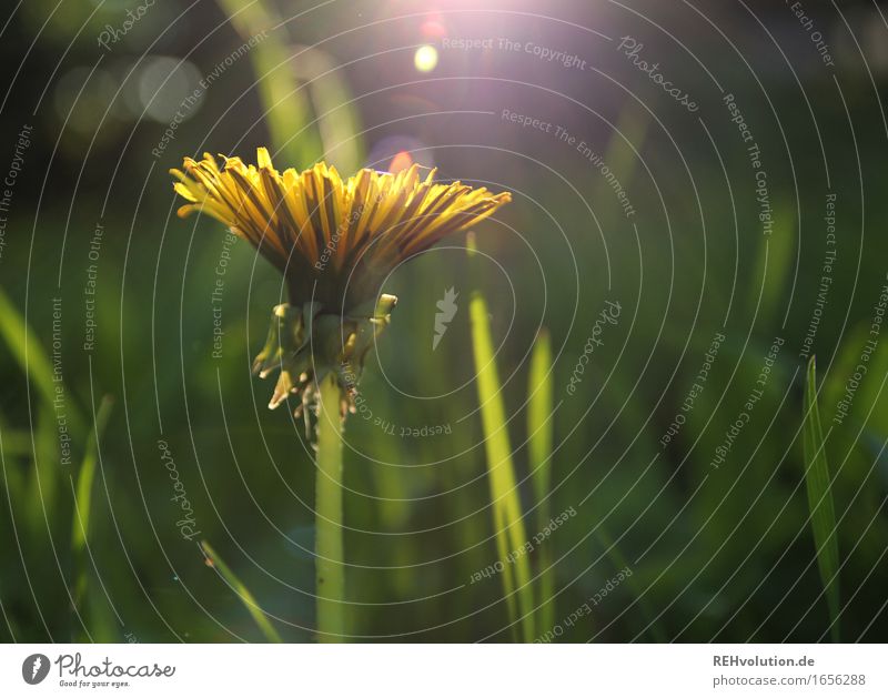 Löwenzahn Umwelt Natur Pflanze Blume Gras Blüte Wildpflanze Garten Wiese Blühend natürlich gelb grün Blendenfleck Farbfoto Außenaufnahme Nahaufnahme