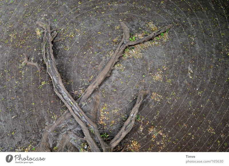 six feet under Farbfoto Gedeckte Farben Außenaufnahme Detailaufnahme Menschenleer Textfreiraum rechts Vogelperspektive Natur Erde dunkel dünn Ekel gruselig grau