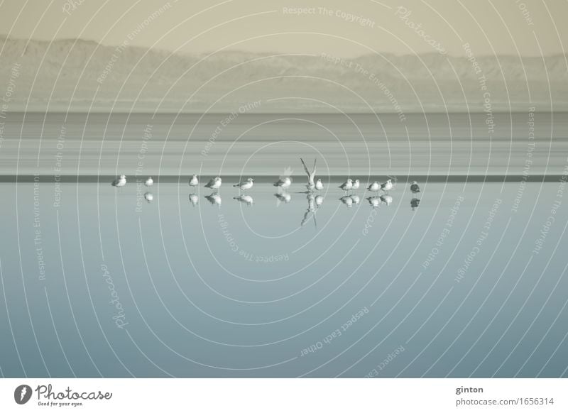 Vogelschwarm am Saltonsee Berge u. Gebirge Natur Landschaft Tier Wasser Seeufer Tiergruppe Schwarm blau gelb ruhig Cologne Fine Art Natur Fine Art Kalifornien