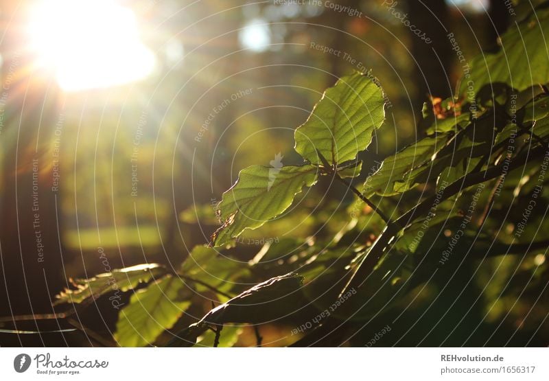 Laubsonne Umwelt Natur Pflanze Sommer Baum Blatt Grünpflanze Wald leuchten nachhaltig natürlich grün Verantwortung achtsam Erholung Umweltschutz Buche