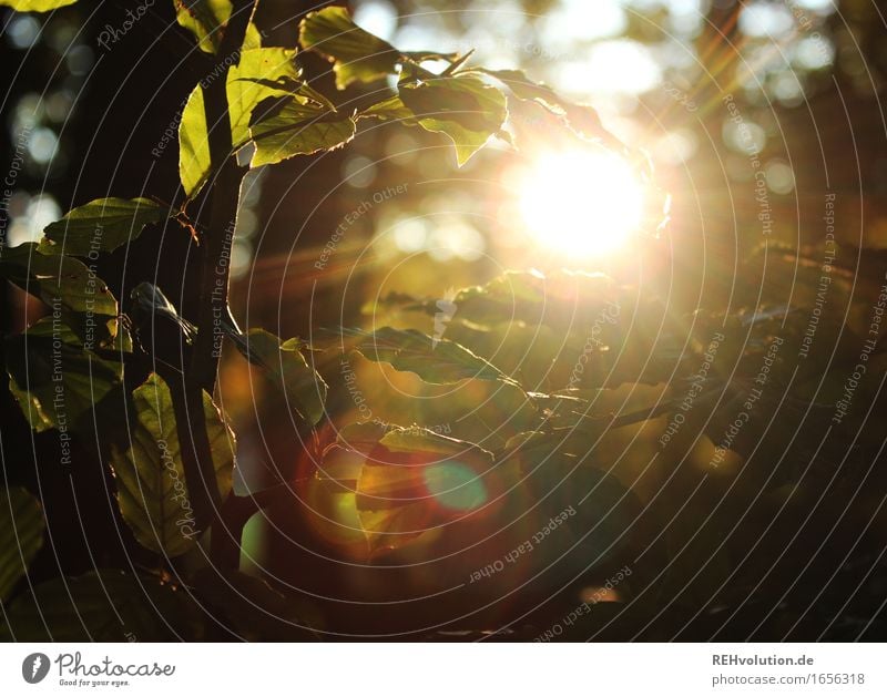 Buche im Sonnenlicht Umwelt Natur Sommer Baum Blatt Wald leuchten nachhaltig natürlich schön gold grün Gefühle Stimmung Verantwortung achtsam Zufriedenheit