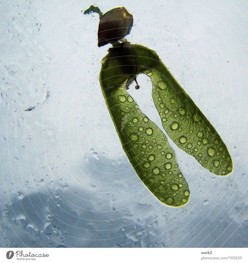 Frühlingsflieger Umwelt Natur Pflanze Wasser Wassertropfen Himmel Gewitterwolken Klima Wetter schlechtes Wetter Unwetter Regen Samen Windschutzscheibe Glas