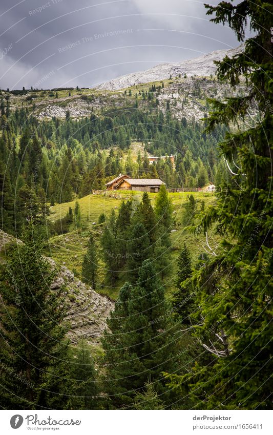 Sonnige Alm in den Dolomiten Ferien & Urlaub & Reisen Tourismus Ausflug Abenteuer Ferne Freiheit Berge u. Gebirge wandern Umwelt Natur Landschaft Pflanze Tier