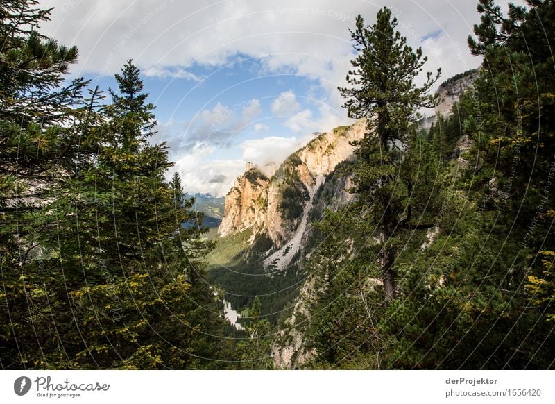 Goldene Berge Ferien & Urlaub & Reisen Tourismus Ausflug Abenteuer Ferne Freiheit Berge u. Gebirge wandern Umwelt Natur Landschaft Pflanze Tier Sommer