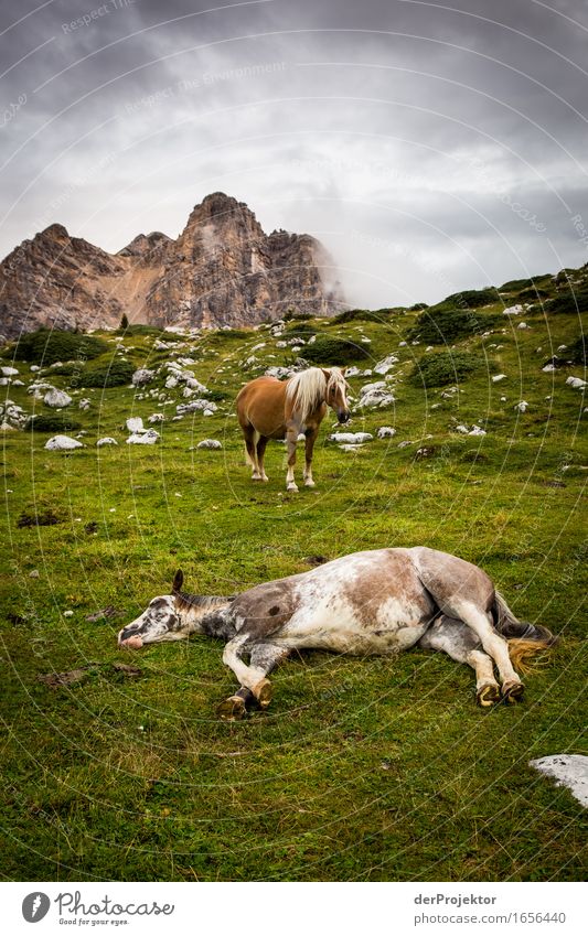 Endzeitstimmung in den Dolomiten Ferien & Urlaub & Reisen Tourismus Ausflug Abenteuer Ferne Freiheit Berge u. Gebirge wandern Umwelt Natur Landschaft Pflanze