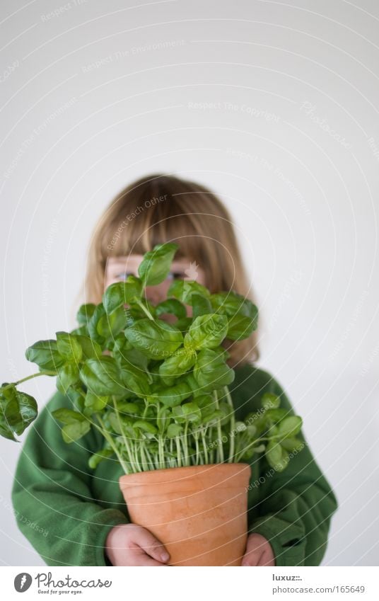 Kochen mit Spass Textfreiraum oben Freisteller Hintergrund neutral Schwache Tiefenschärfe Kräuter & Gewürze Ernährung Slowfood Klimawandel Grünpflanze