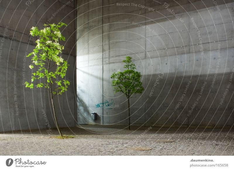 Natur Architektur Baum Pflanze Blatt Holz Baumstamm Ast Faser Leben Tod Beton Licht Schatten Gebäude schalung leuchten Kies