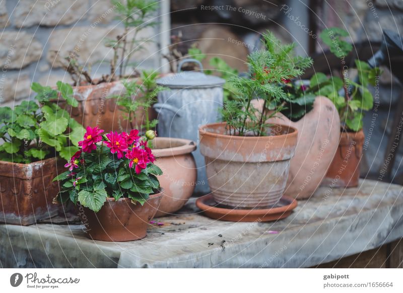 Landleben Hochzeit Natur Landschaft Sommer Wetter Pflanze Blume Blüte Blumentopf Garten Haus Mauer Wand Blühend Duft Häusliches Leben einfach Freundlichkeit