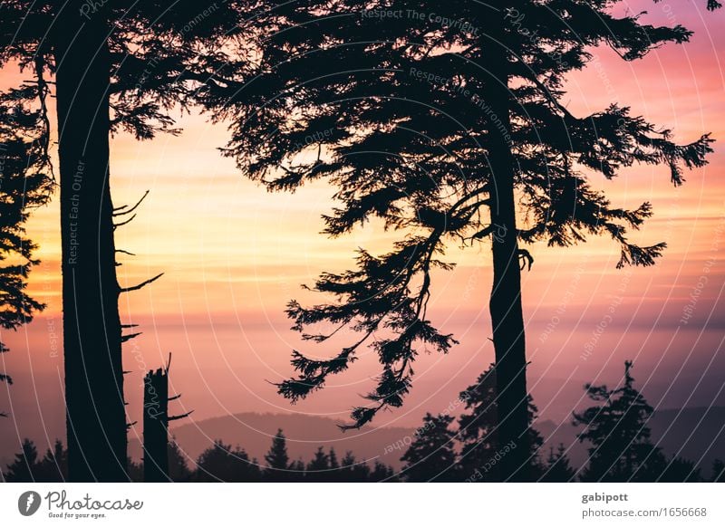 Großer Feldberg im Taunus Natur Landschaft Pflanze Himmel Nachthimmel Sonnenaufgang Sonnenuntergang Sommer Herbst Klima Wetter Schönes Wetter Baum Wald