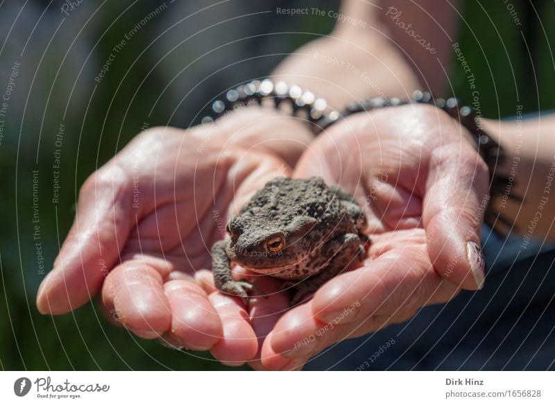 Küss mich...! Hand Frosch 1 Tier fangen außergewöhnlich Ekel wild Tierliebe Hilfsbereitschaft Angst entdecken bedrohlich Hoffnung Mittelpunkt Schutz Sicherheit