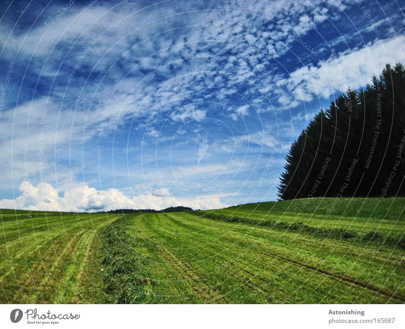 frisch-mowed-Rasen Umwelt Natur Landschaft Pflanze Erde Himmel Wolken Gewitterwolken Horizont Sonnenlicht Sommer Klima Wetter Baum Gras Wiese Wald Hügel