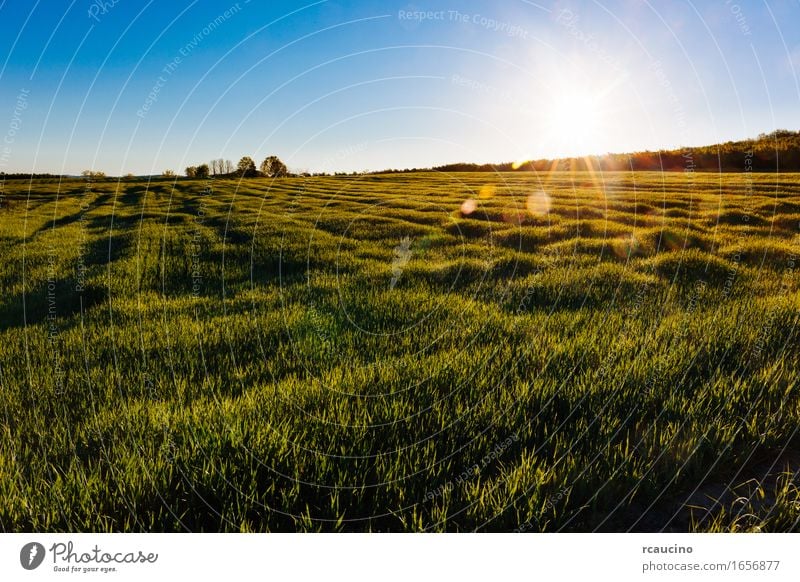 Eine Graswiese am frühen Morgen mit Sonnenstrahlen. Kräuter & Gewürze Sommer Garten Natur Pflanze Regen Blatt Wiese Tropfen Wachstum frisch hell nass grün Farbe