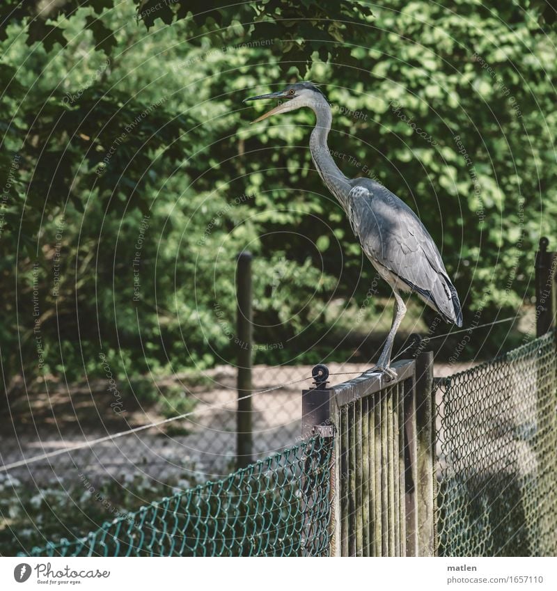 Zaungast Baum Garten Tier Wildtier Vogel 1 grau grün sitzen Graureiher Gartenzaun Gartentor schreien Farbfoto Gedeckte Farben Außenaufnahme Nahaufnahme