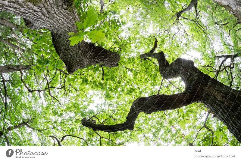 Eichenwald Umwelt Natur Landschaft Pflanze Himmel Sonnenlicht Frühling Sommer Schönes Wetter Baumstamm Blätterdach Zweige u. Äste Ast Wald hell natürlich wild