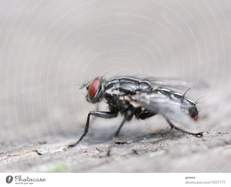 Fliege auf Holz Umwelt Natur Tier Frühling Sommer Wildtier 1 sitzen grau Insekt Facettenauge Farbfoto Außenaufnahme Nahaufnahme Makroaufnahme Menschenleer