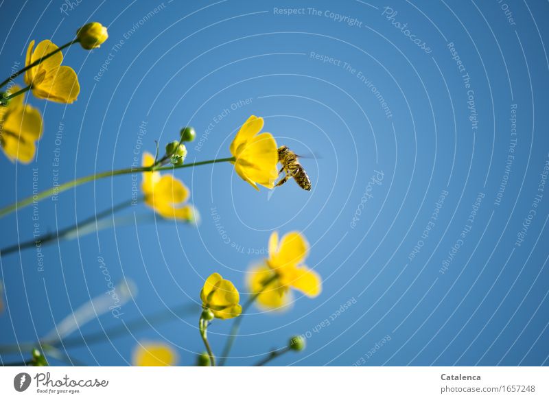 Und die Bienen umherflogen Natur Pflanze Himmel Sommer Schönes Wetter Blume Blüte Sumpf-Dotterblumen Wiese Nutztier Wildtier Insekt 1 Tier