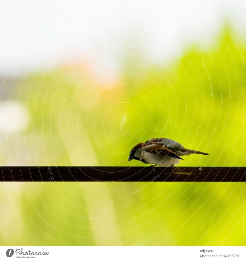 Höhenangst Farbfoto Außenaufnahme Menschenleer Textfreiraum oben Textfreiraum unten Tag Schwache Tiefenschärfe Tierporträt Blick nach unten Wildtier Vogel