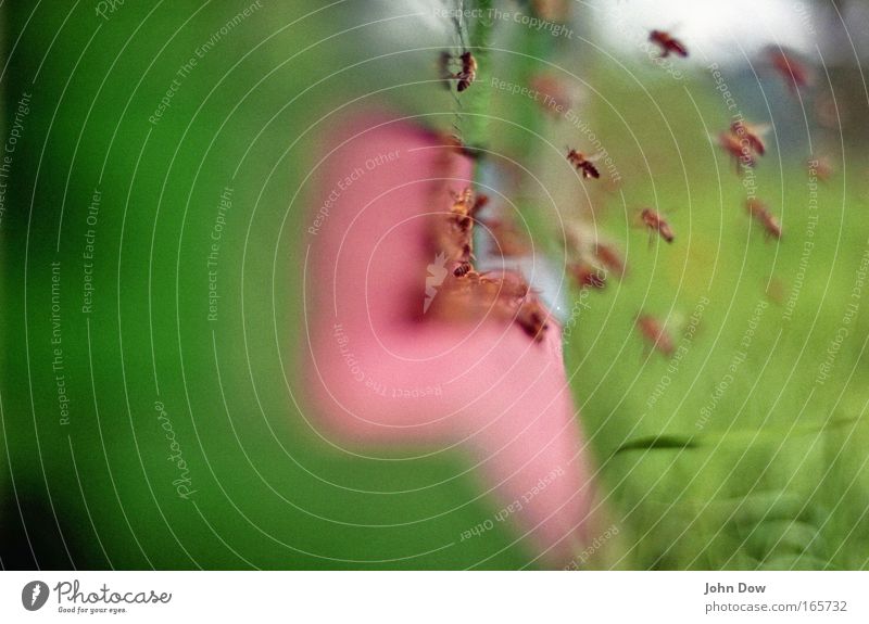 Bienen! Immen! Sumseriche! Farbfoto Außenaufnahme Bewegungsunschärfe Natur Frühling Sommer Gras Honigbiene Schwarm Holz Arbeit & Erwerbstätigkeit fliegen grün