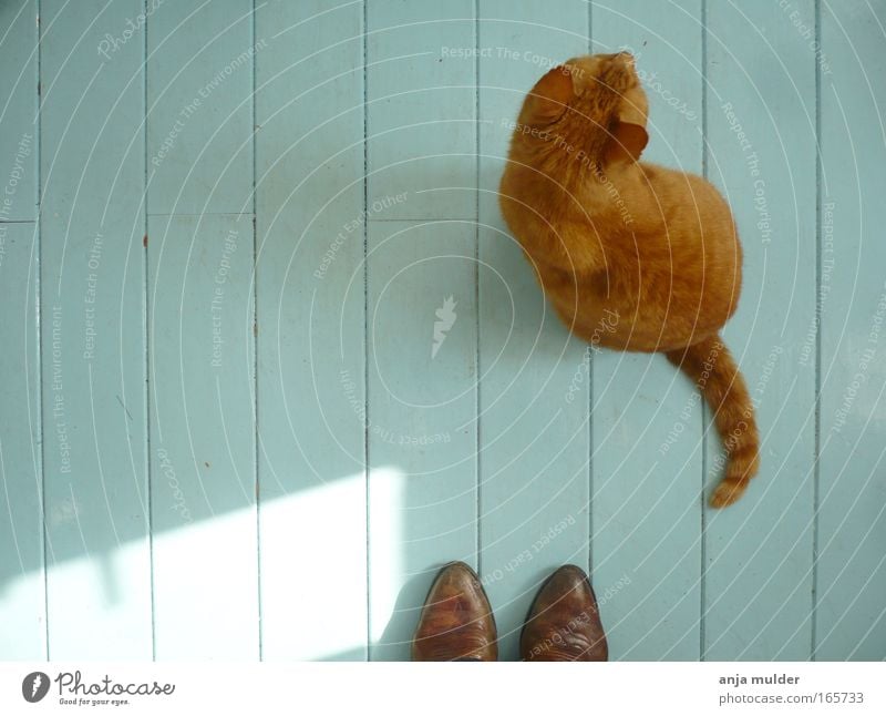 Katze Farbfoto Morgen Tag Schatten Kontrast Silhouette Sonnenlicht Vogelperspektive Tierporträt Blick nach unten Schuhe Stiefel Haustier 1 Holz Streifen