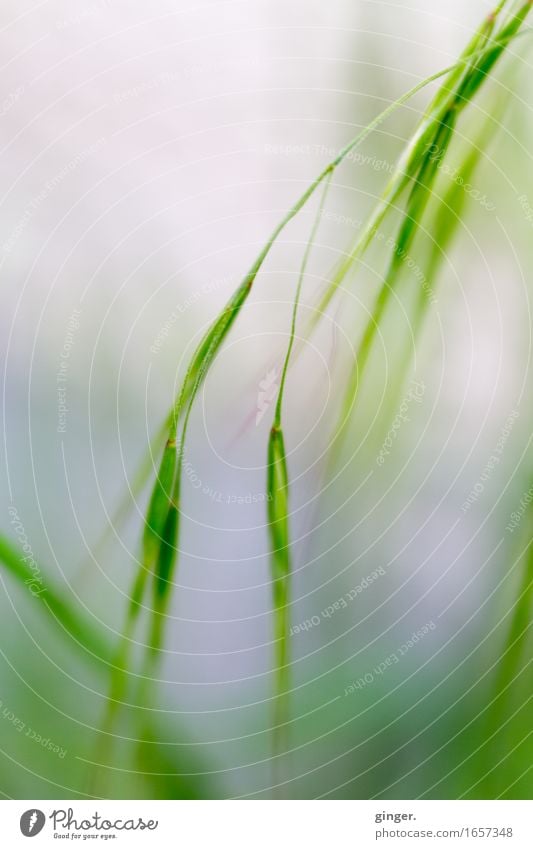 AST 9 | Lauterbacher Gräser Natur Pflanze Wetter Gras grün grau-blau Samen Lensbaby schmal sanft frisch satt hängen Stengel wildwachsen mehrere Straßenrand