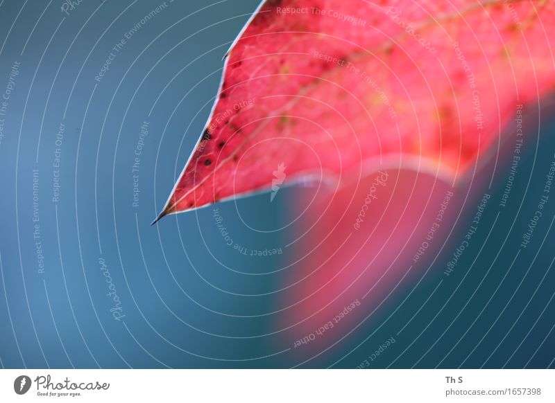 Blatt Natur Pflanze Frühling Sommer leuchten ästhetisch authentisch einfach elegant frisch natürlich Spitze blau rot Frühlingsgefühle Gelassenheit geduldig