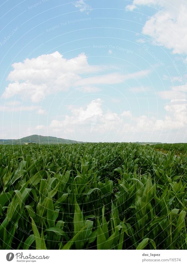 Der hinter den Reihen wandelt Feld Wolken grün Horizont Landwirtschaft Baden-Württemberg Azteken Inka Ferne Flur Ostalbkreis Landschaft Himmel blau