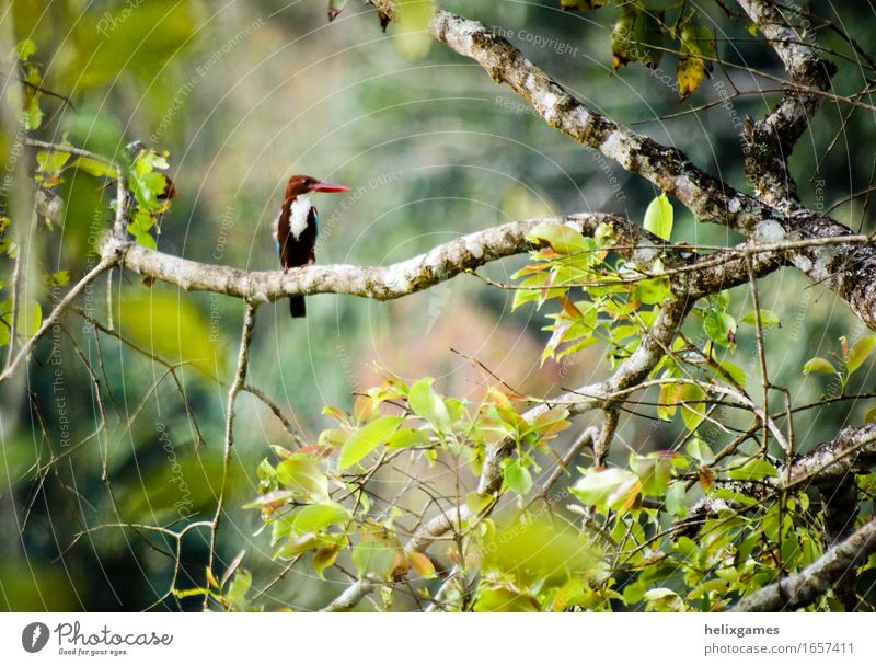 Eisvogel auf einer Niederlassung Umwelt Natur Tier Baum Blatt Wald Wildtier Vogel Eisvögel 1 ästhetisch exotisch schön natürlich Farbfoto Außenaufnahme