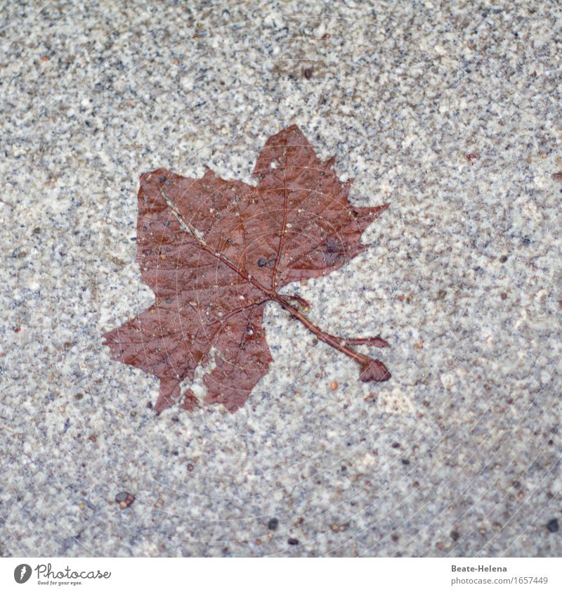 Herbstkunst Natur Baum Blatt Park Stein alt Bewegung festhalten dehydrieren ästhetisch bedrohlich dünn eckig braun grau Gefühle unbeständig Endzeitstimmung