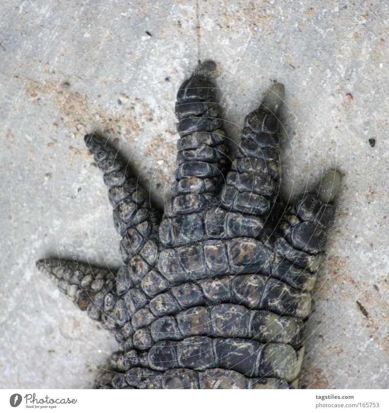 HIGH FIVE JETZ', NE?! Krokodil Hand High Five Hände schütteln einschlagen abklatschen Alligator Leder Pfote Tier Reptil Vertrauen Textfreiraum oben