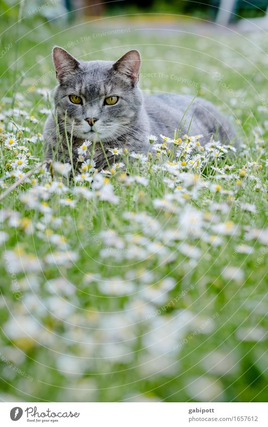 auf der Wiese rumhängen Wohlgefühl Zufriedenheit Sinnesorgane Erholung Freizeit & Hobby Ferien & Urlaub & Reisen Natur Landschaft Frühling Sommer Schönes Wetter