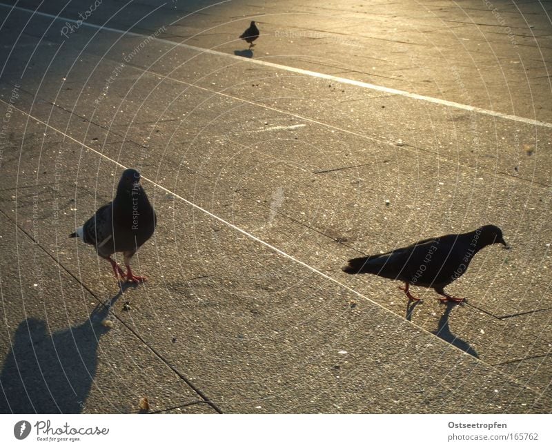 Abendspaziergang Tier Wildtier Vogel Taube 3 braun grau schwarz Zufriedenheit Optimismus Zusammensein Gelassenheit ruhig Traurigkeit Abendsonne Farbfoto